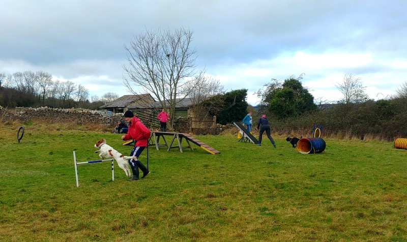 Fun Agility Dog Training