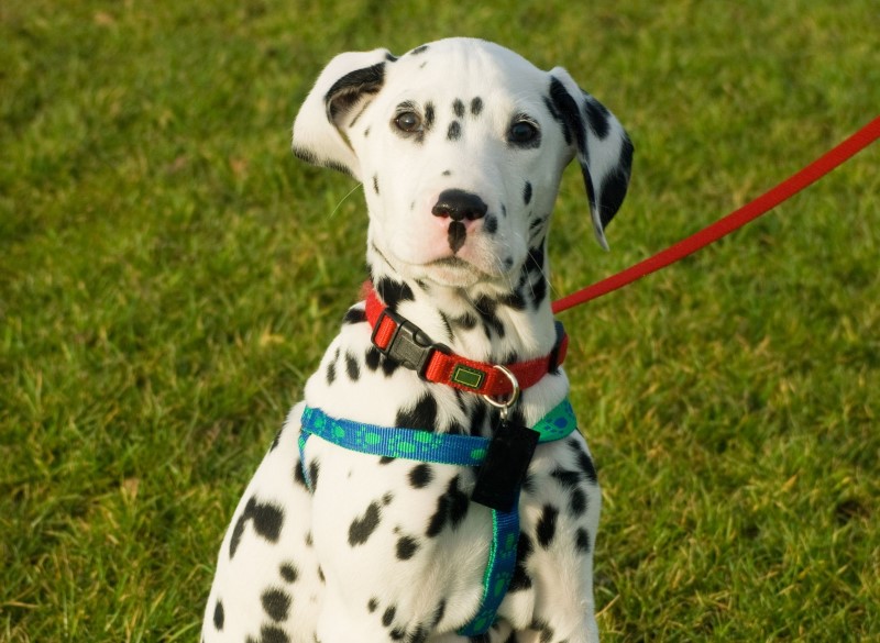 YES! Dog Behaviour Training Gloucestershire, Oxfordshire & Wiltshire