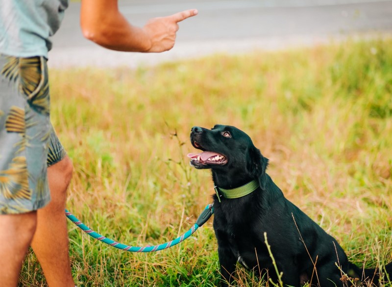 YES! Dog Behaviour Training Gloucestershire, Oxfordshire & Wiltshire