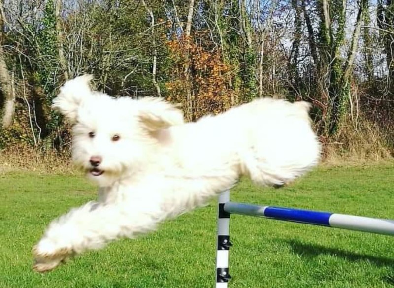 YES! Dog Behaviour Training Gloucestershire, Oxfordshire & Wiltshire