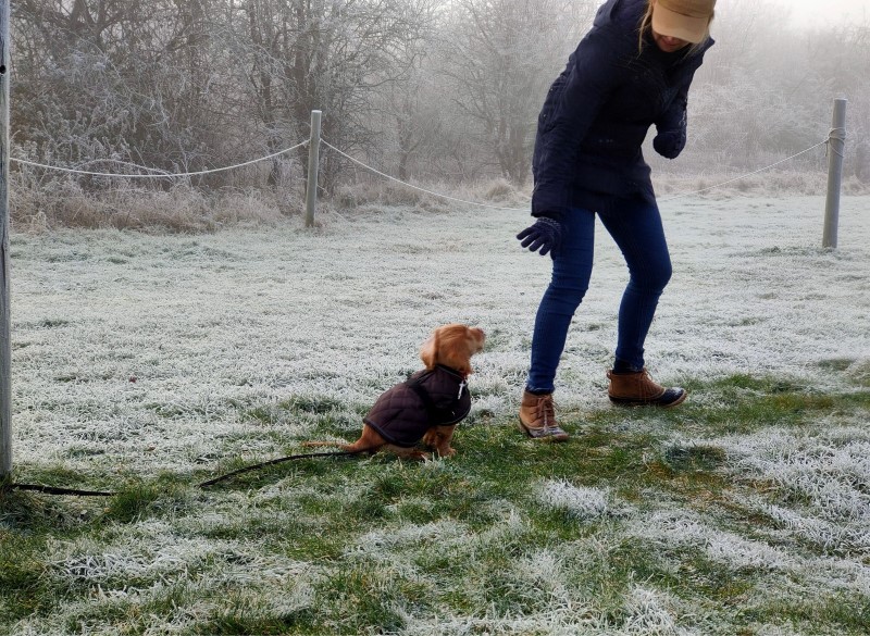 YES! Dog Behaviour Training Gloucestershire, Oxfordshire & Wiltshire